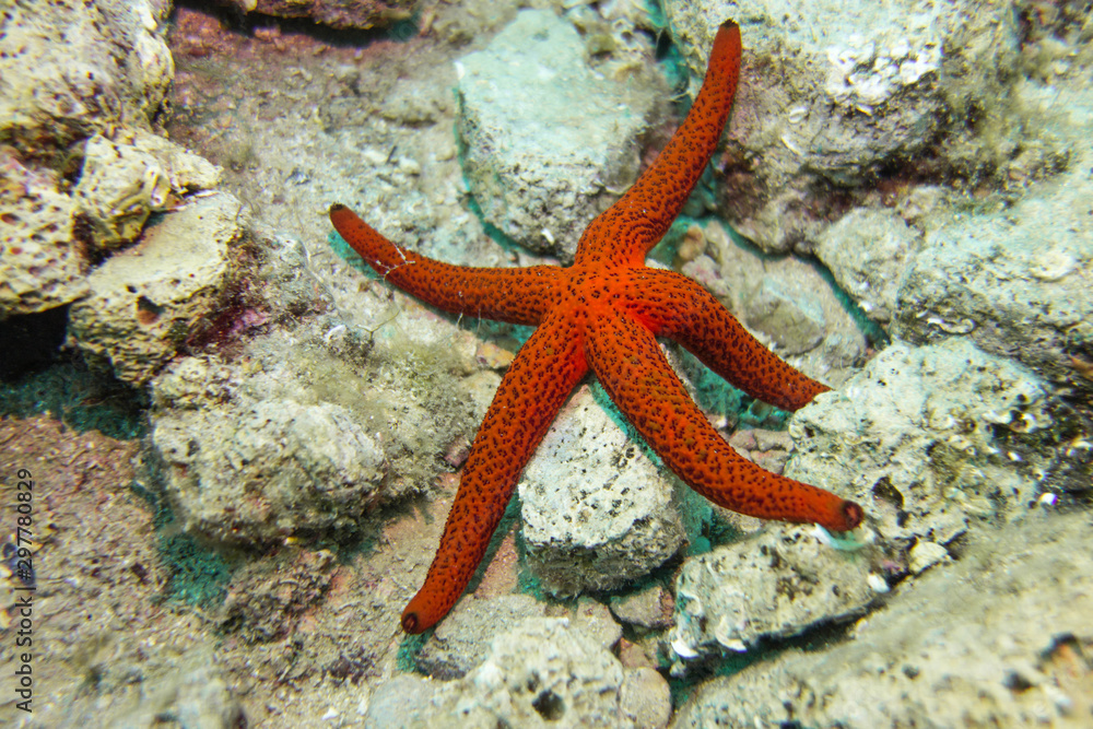 starfish starfish