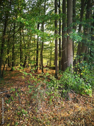 Wald