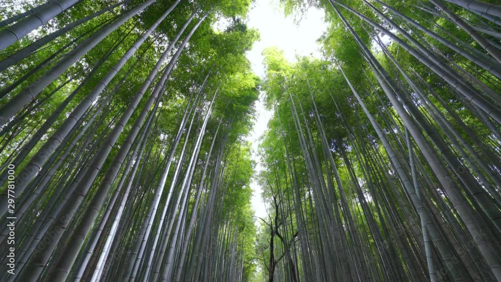 Beautiful famous landmark green bamboo rainforest Bamboo Grove or Sagano Bamboo Forest is a natural forest of bamboo pathways in Arashiyama, Kyoto, Japan. Beautiful famous landmark green bamboo rainforest Bamboo Grove or Sagano Bamboo Forest is a natural forest of bamboo pathways in Arashiyama, Kyoto, Japan.