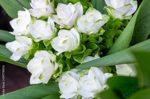Flower bouquet of white lisianthus (eustoma) - close up - selected focus - text space