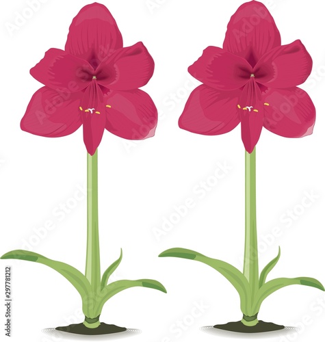 one giant red amarylis flower on a green background of blurred folliage in a naural garden setting