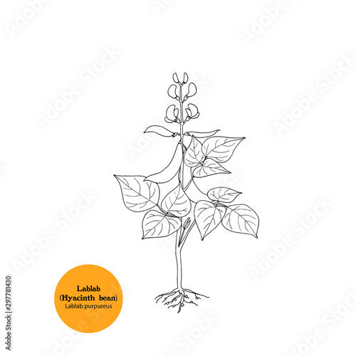 Hand drawn illustration, icon of Lablab plant, Vigna unguiculata, for forage, pasture, grazing, fodder.