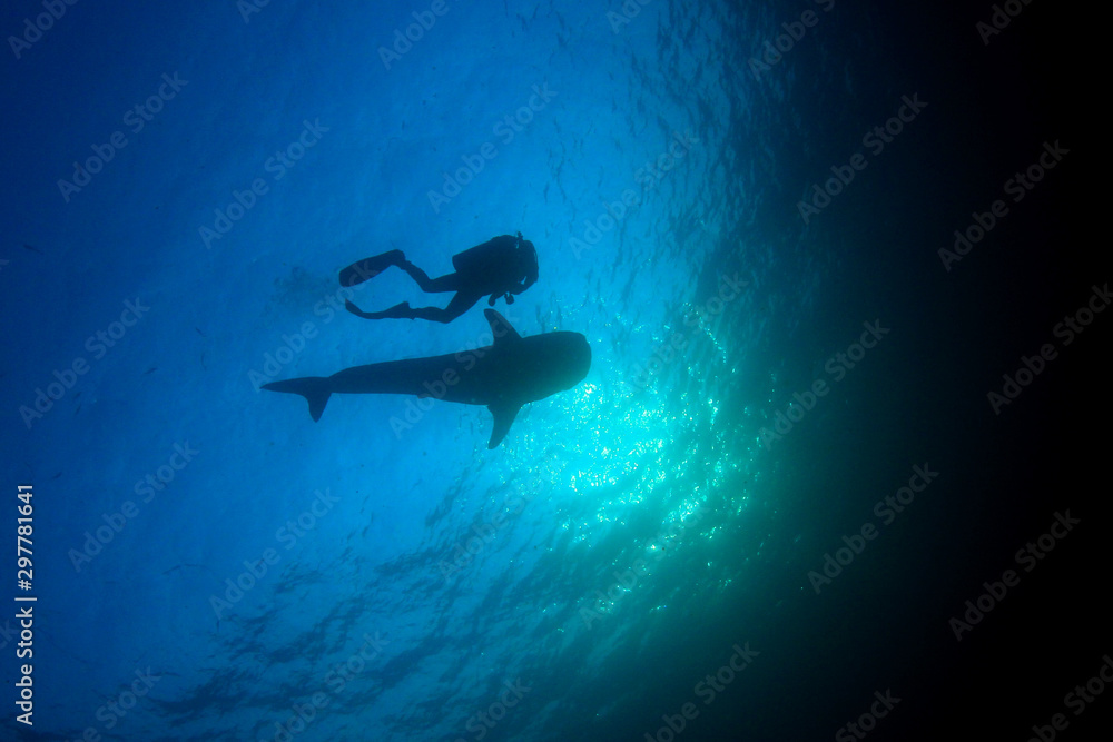 Scuba diving with whale shark Stock Photo | Adobe Stock