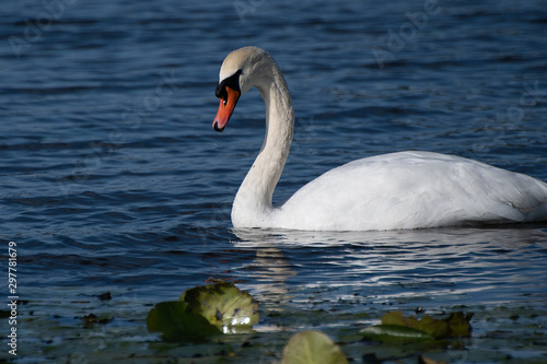 Beautiful swan feeding