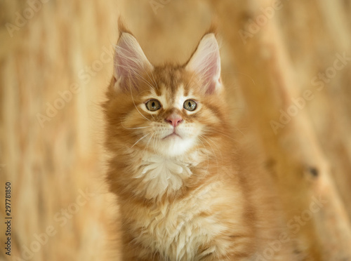 Фотография Maine Coon kitten