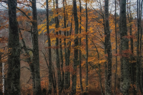 l´automne dans la forêt