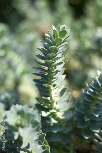 Walzen-Wolfsmilch (Euphorbia myrsinites)  photo