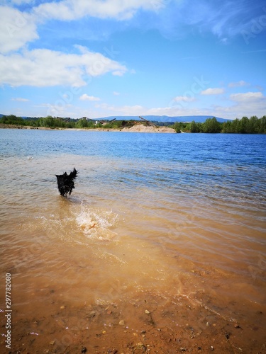 labrador im wasser