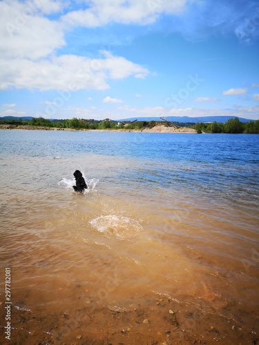 Rennender Hund