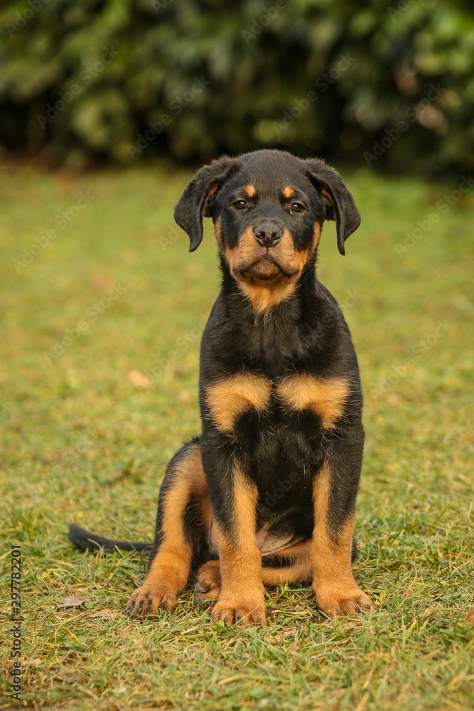 Young rottweiler is sitting on a green grass. Young rottweiler is sitting on a green grass.