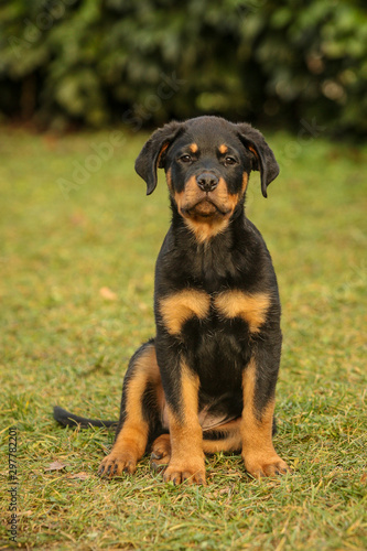 Young rottweiler is sitting on a green grass. © Anze