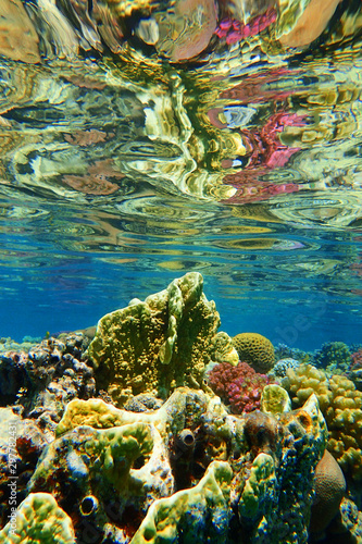 Fototapeta Naklejka Na Ścianę i Meble -  coral reef in Egypt