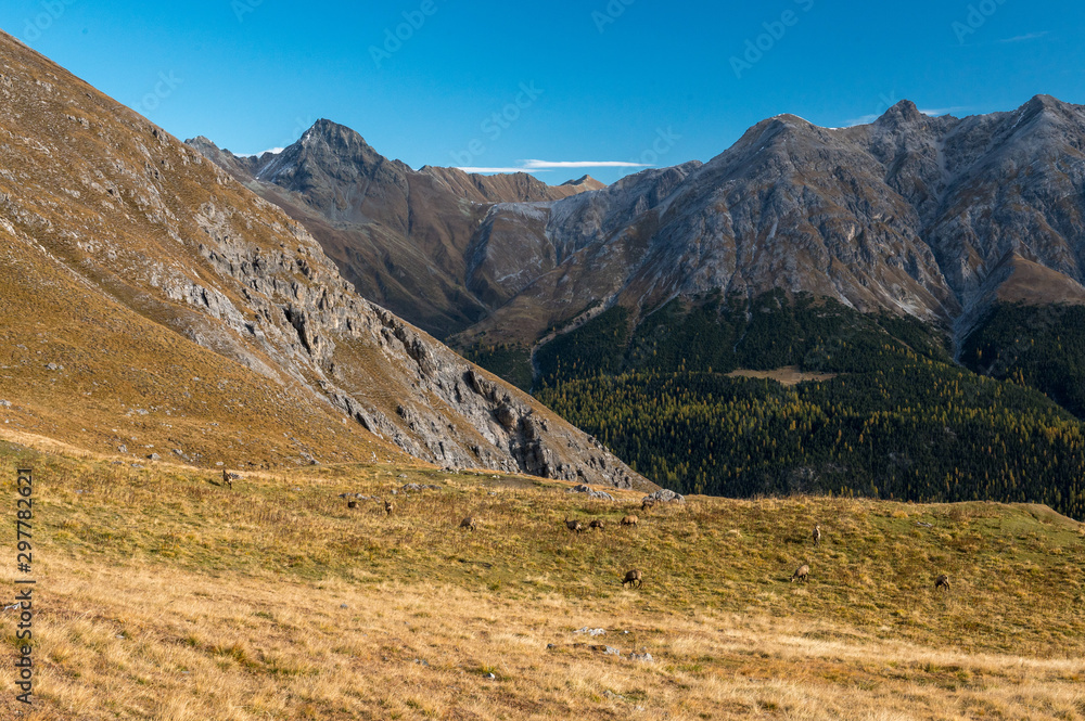 herd of chamois on a alpine meadow in the Swiss Alps