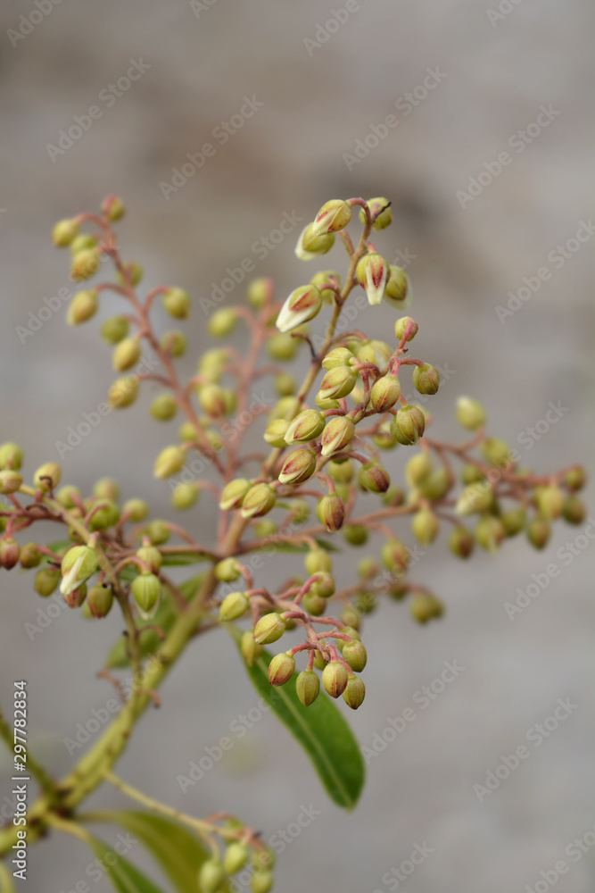 Forest Flame Lily of the Valley Shrub Forest Flame Lily of the Valley Shrub
