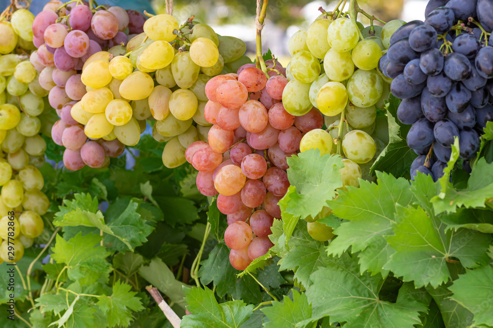 Fototapeta premium Bunches of different common grape vine species hanging together