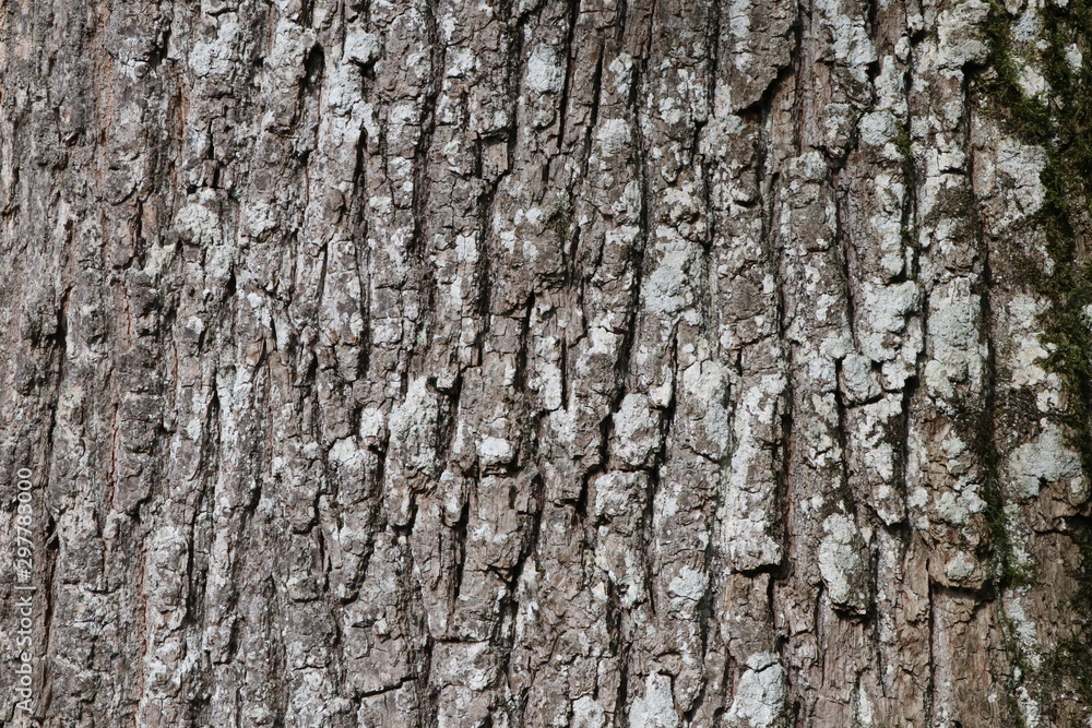 Pine tree bark texture with beautiful pattern Pine tree bark texture with beautiful pattern