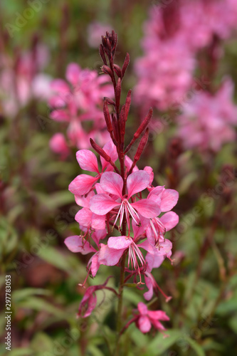 pink gaura flowers in garden photo