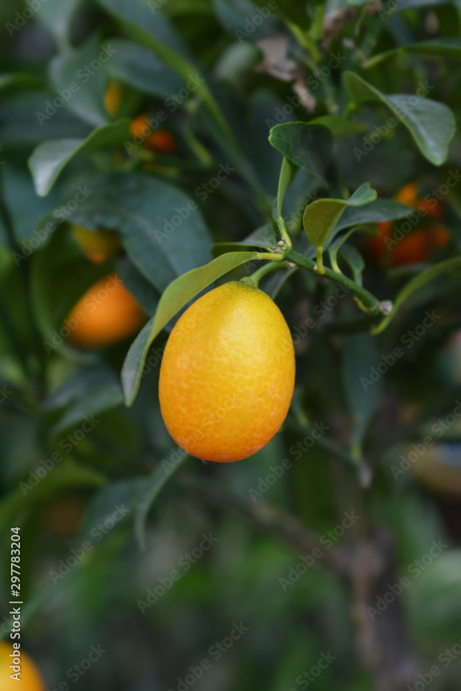 Oval kumquat Oval kumquat