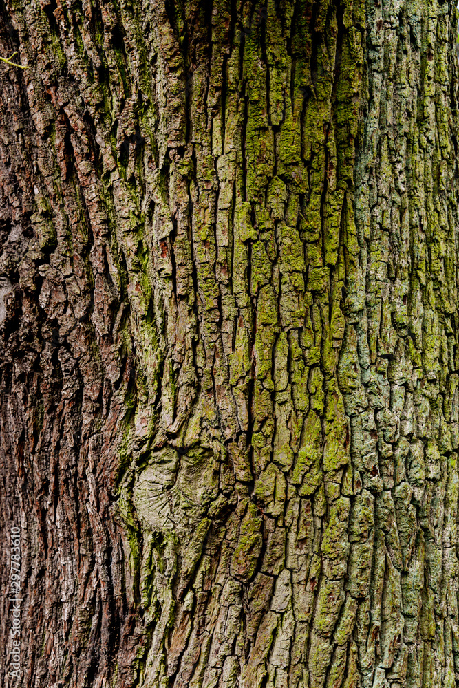 Obraz premium Baum Rinde Eiche Quercus Wald Oberfläche Struktur Nahaufnahme Makro Schutz Hintergrund braun Moos Stamm Laubwald Blätter Narben Risse Alter Außenhaus Förster Ast Zweige stark