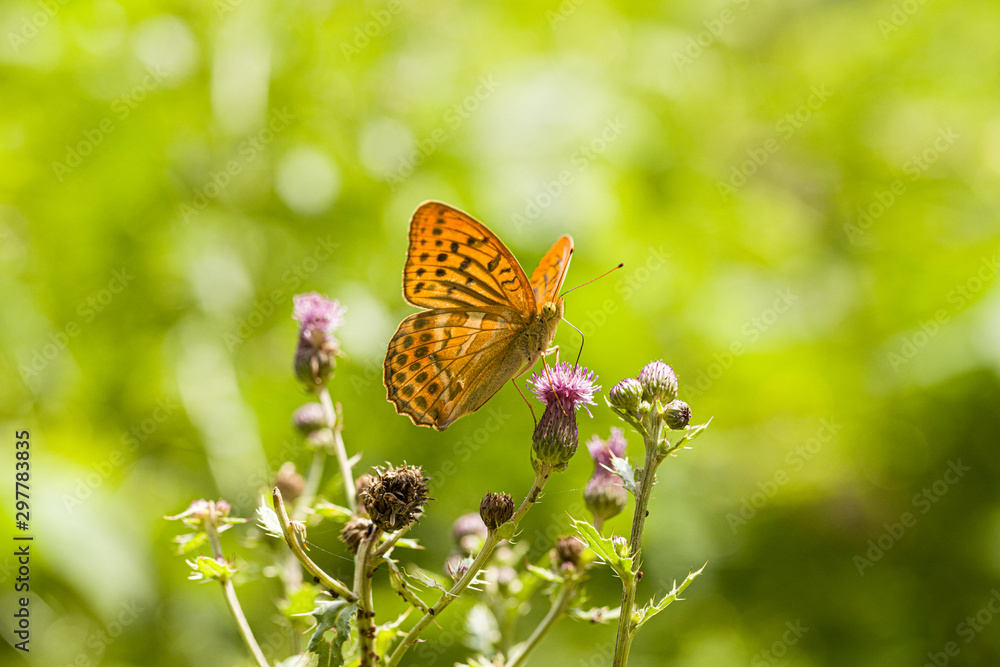 Obraz premium Nature