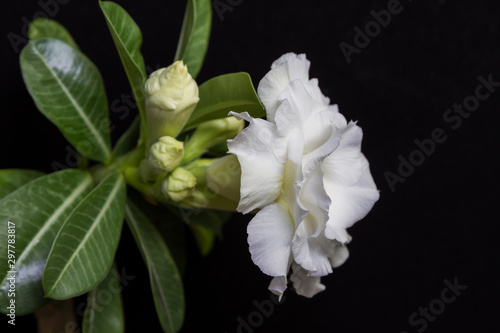 White flower rose or adenium with green leaves on black background with copy space. Close up. Selective focus on petals and buds