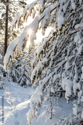 snow covered trees