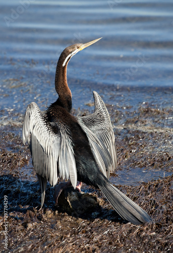 comorant drying feathers photo