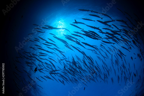 Barracuda fish school silhouette against sea surface 