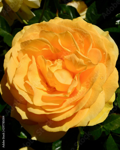 A view of a brilliant yellow rose. Julia Child is aka Soul Mate aka Absolutely Fabulous