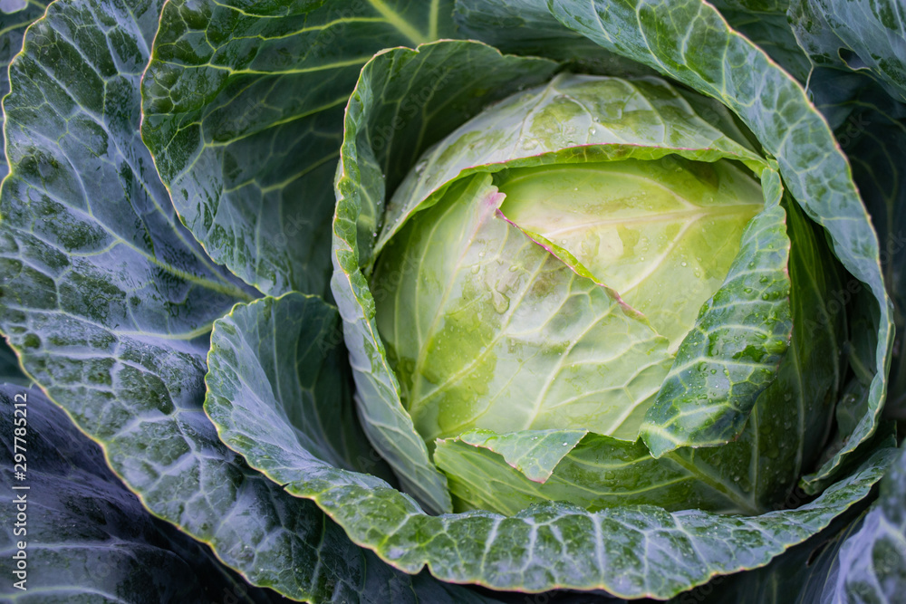Close - up of a huge fresh head of cabbage in the garden, with water droplets on delicate leaves with pink edges. Natural background Close - up of a huge fresh head of cabbage in the garden, with water droplets on delicate leaves with pink edges. Natural background