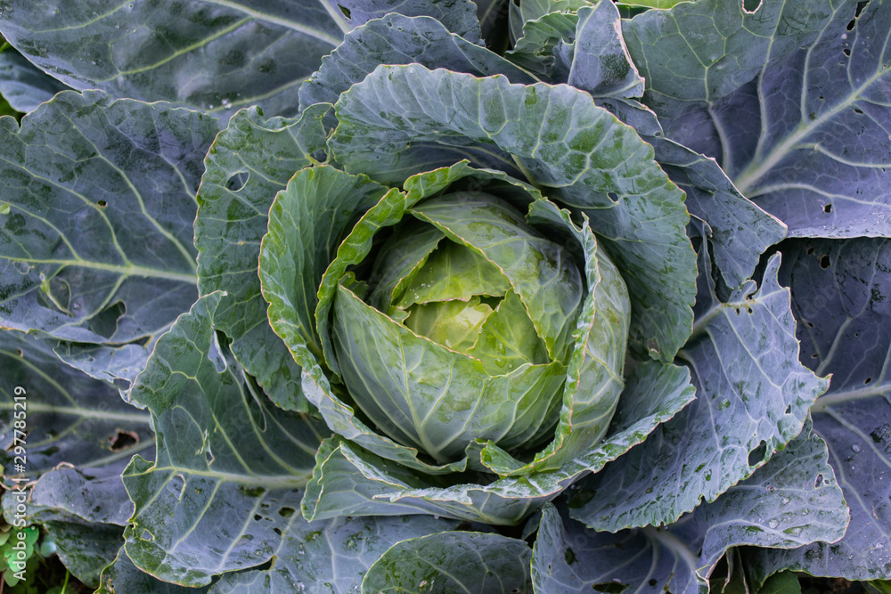 Fototapeta premium A huge fresh head of cabbage in the garden, with water droplets. Natural background