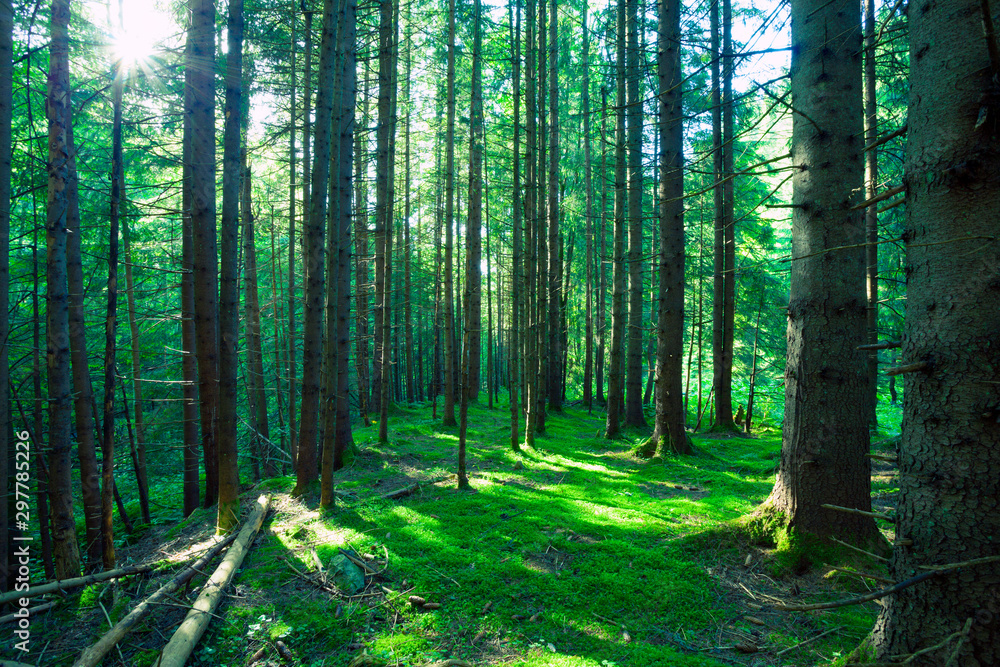 Fototapeta premium forest sunlight