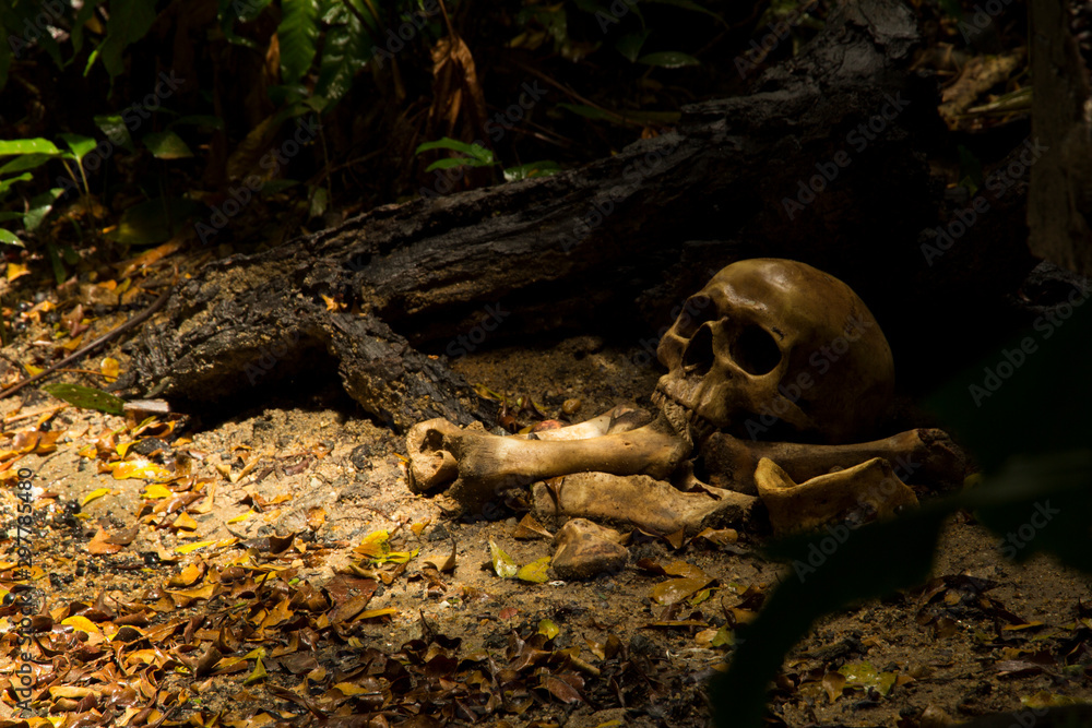 Skull and bones buried dug from a pit in the graveyard or cemetery on the ground in the forest,