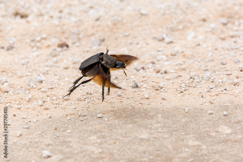 Flying dung beetle, Namibia, Africa © Nadine