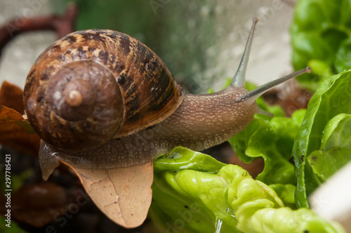 Φωτογραφία Closeup of snail in a vivarium with salad leaves