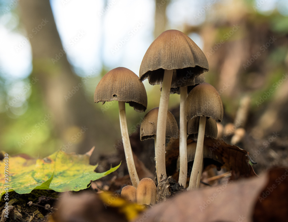 Fototapeta premium Pilze im Herbstwald