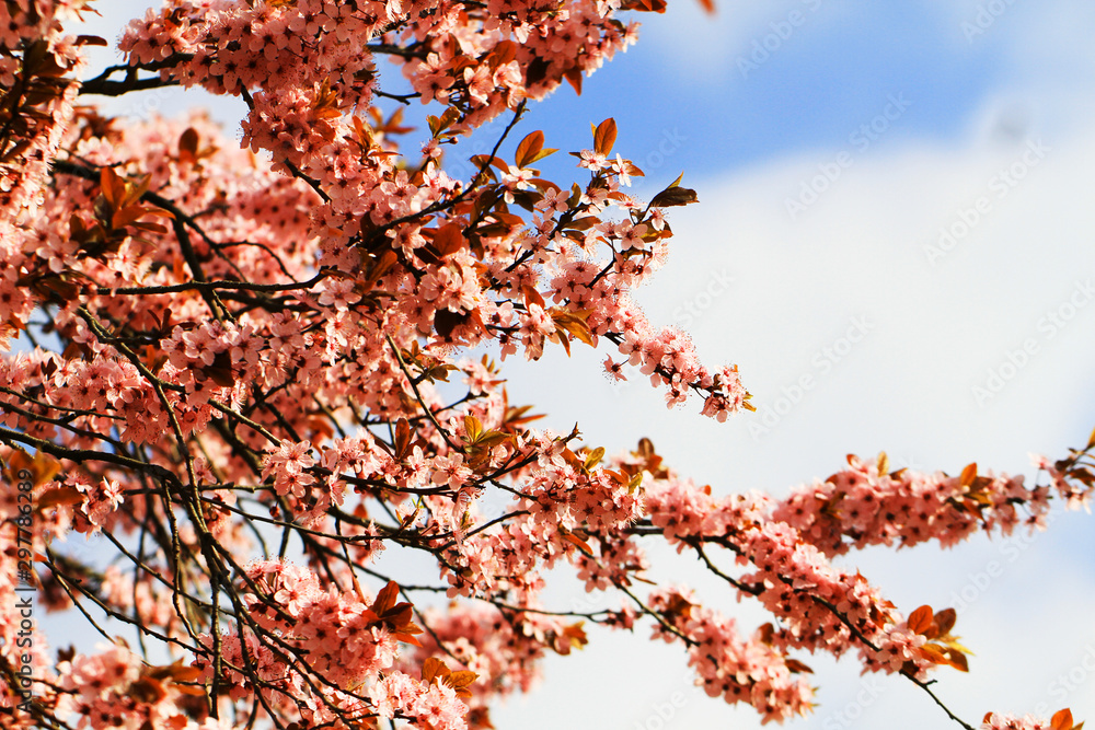 spring cherries flowers spring cherries flowers