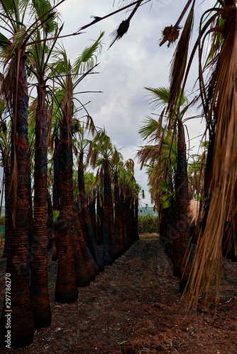 Palm tree in tropical garden in Spain