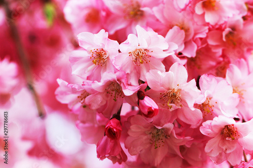 spring cherries flowers