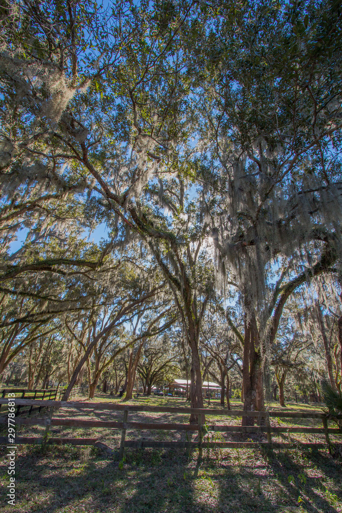 Trees on a ranch in Florida covered with Spanish Moss.