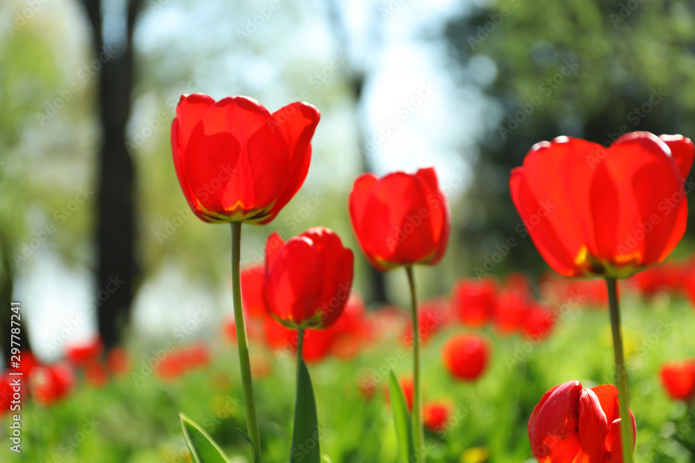 Blossoming tulips outdoors on sunny spring day Blossoming tulips outdoors on sunny spring day