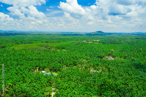 Aerial view of natural reservoir with green plants in Chumphon province, Thailand. Aerial landscape of green palm tree in Chumpahon province. photo