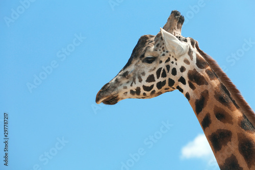Closeup view of Rothschild giraffe against blue sky © New Africa