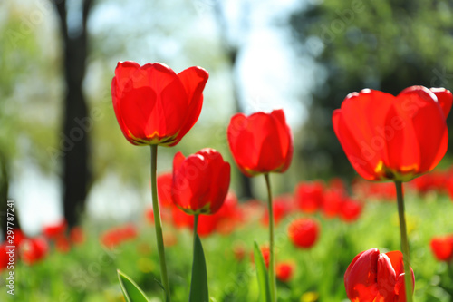 Blossoming tulips outdoors on sunny spring day