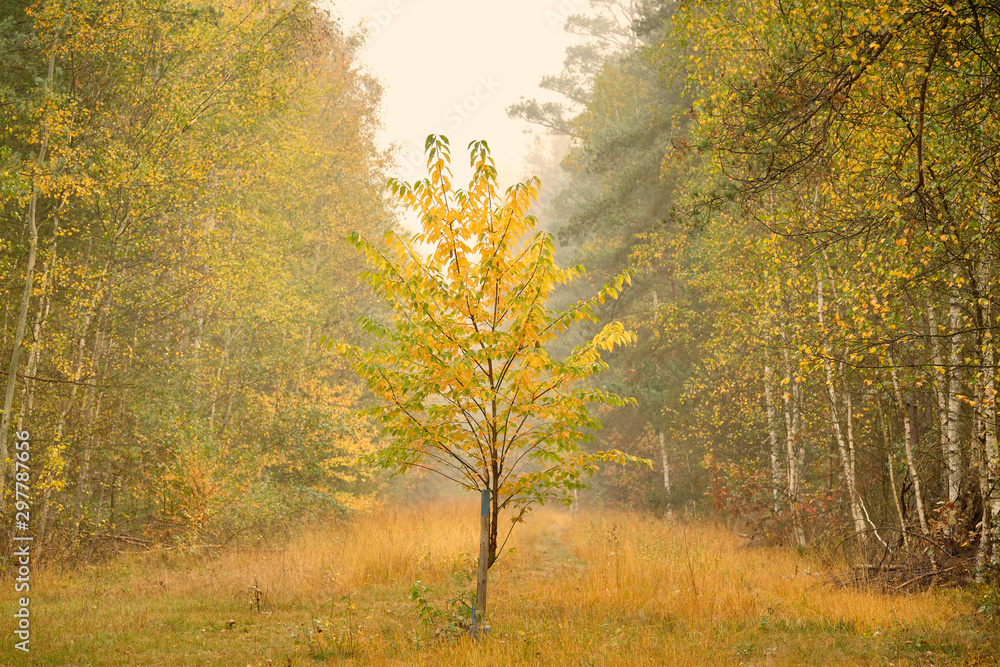 Moody melancholic autumnal landscape in the forest on a morning with dense fog and beautiful yellow trees and meadow. Seen in October in Germany