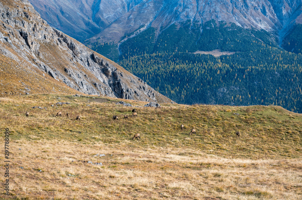 herd of chamois on a alpine meadow in the Swiss Alps
