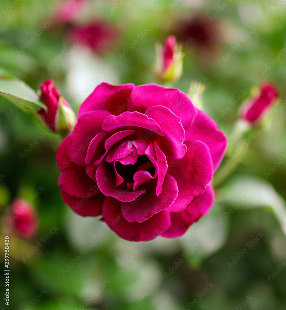 Beautiful red roses grow in the park Beautiful red roses grow in the park