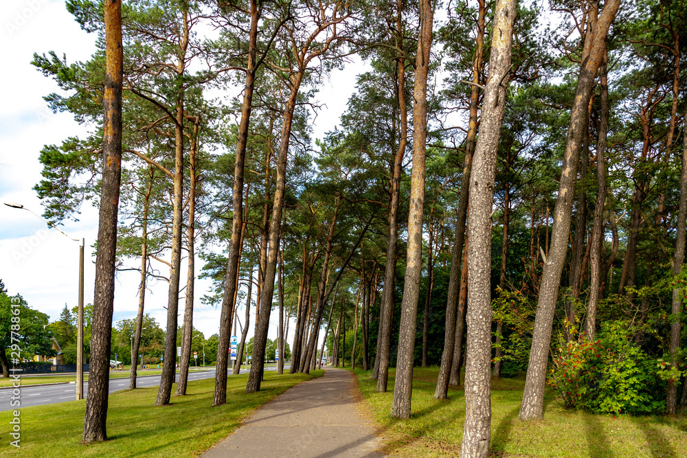 Fototapeta premium Pine forest near Pirita tee, Tallinn, Estonia