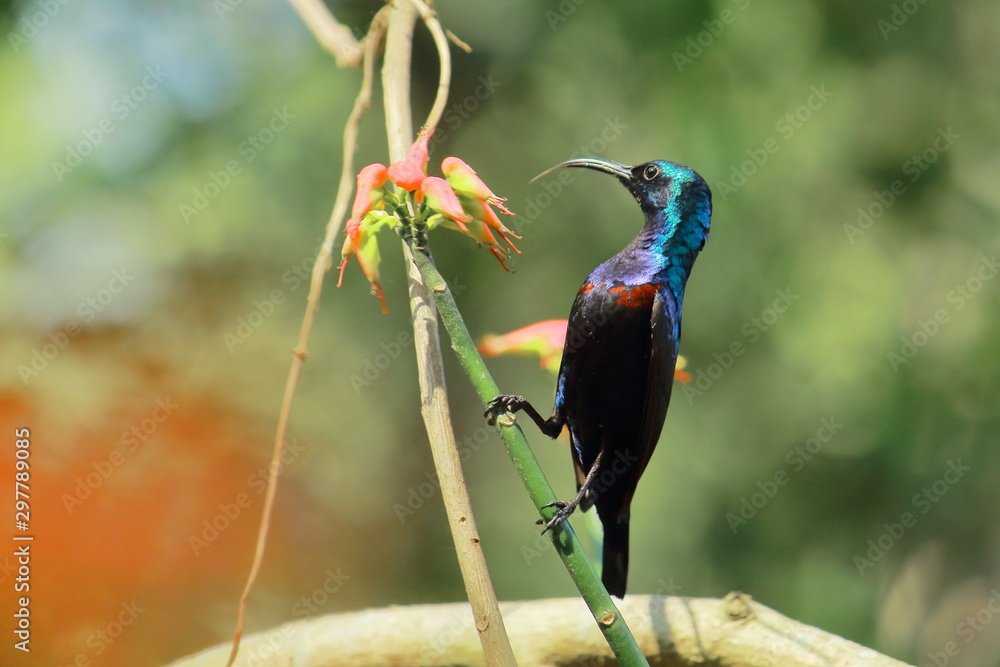 Obraz premium purple sunbird (cinnyris asiaticus) eating nectar from flowers, countryside of west bengal in india