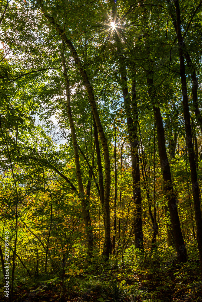 Star in Woods Star in Woods